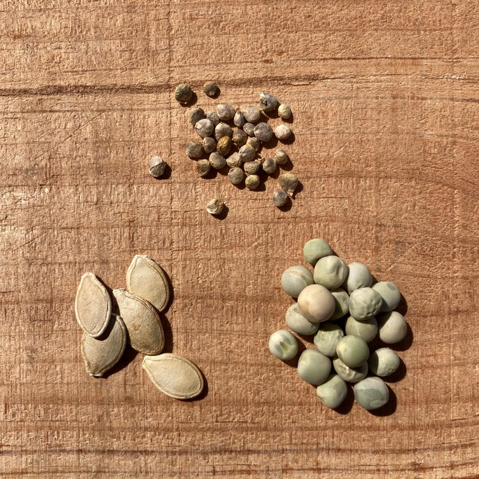 How to Save your Vegetable Seeds