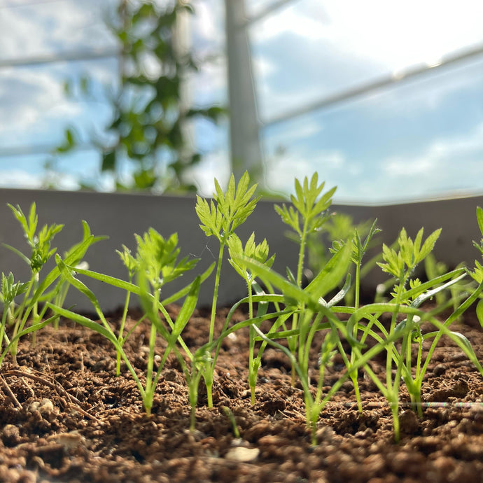 Sprout's Top Tips to Start a Vegetable Garden