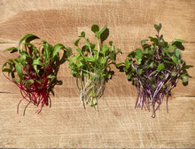 Load image into Gallery viewer, Herbs and Microgreens
