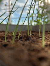 Load image into Gallery viewer, Grow Your Own Spring Onion Seeds Starter Kit
