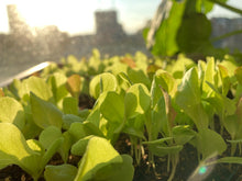 Load image into Gallery viewer, Grow Your Own Lettuce Seeds Starter Kit

