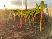 Load image into Gallery viewer, Grow Your Own Rainbow Chard Seeds Starter Kit
