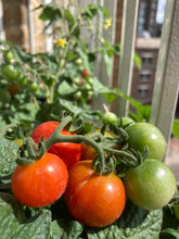 Load image into Gallery viewer, Grow Your Own Tomato Seeds Starter Kit
