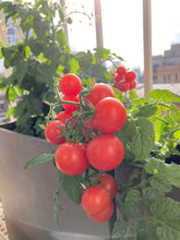 Load image into Gallery viewer, Grow Your Own Tomato Seeds Starter Kit
