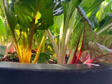 Load image into Gallery viewer, Grow Your Own Rainbow Chard Seeds Starter Kit
