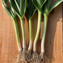 Load image into Gallery viewer, Grow Your Own Spring Onion Seeds Starter Kit
