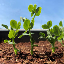 Load image into Gallery viewer, Grow Your Own Pea Seeds Starter Kit
